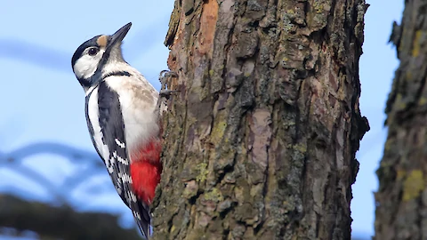 Buntspecht (Dendrocopos major)
