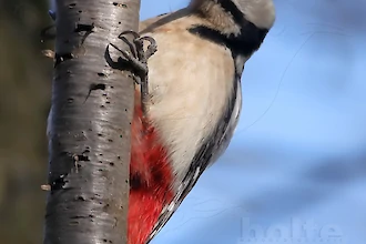 Buntspecht (Dendrocopos major)