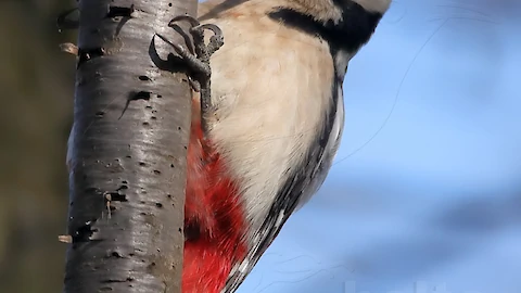 Buntspecht (Dendrocopos major)