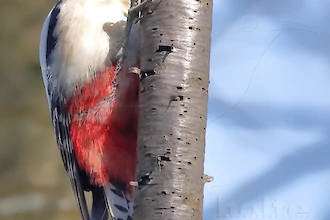 Buntspecht (Dendrocopos major)
