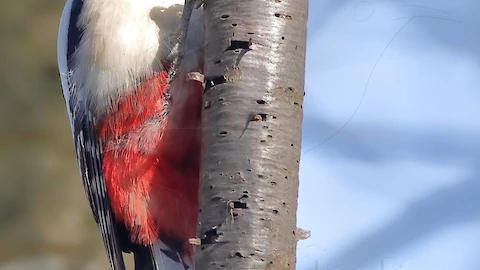 Buntspecht (Dendrocopos major)