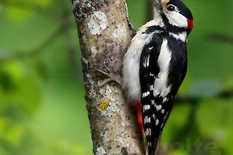 Buntspecht (Dendrocopos major)