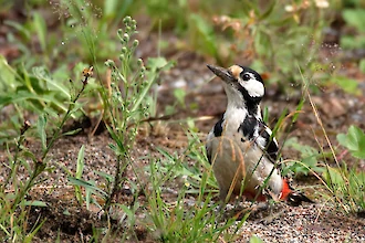 Buntspecht (Dendrocopos major)