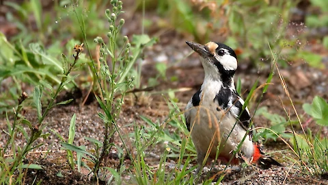 Buntspecht (Dendrocopos major)