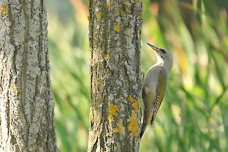 Grauspecht (Picus canus)