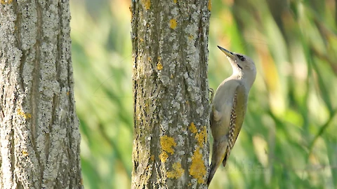Grauspecht (Picus canus)