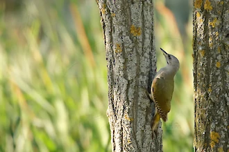 Grauspecht (Picus canus)