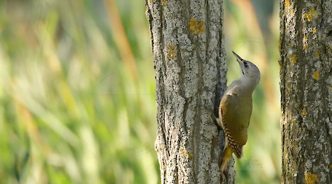 Woodpeckers