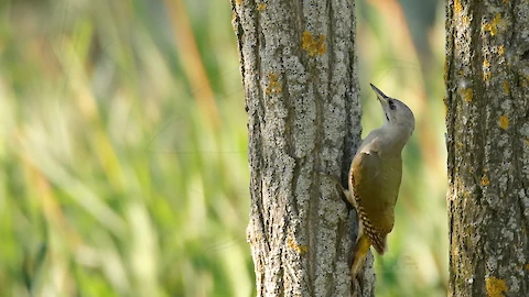 Grauspecht (Picus canus)