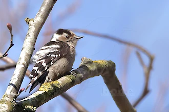 Kleinspecht (Dendrocopos minor)