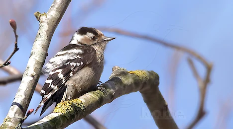 Woodpeckers