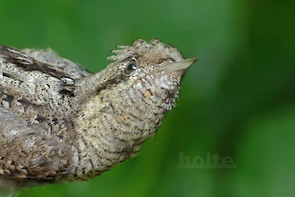 Wendehals (Jynx torquilla)