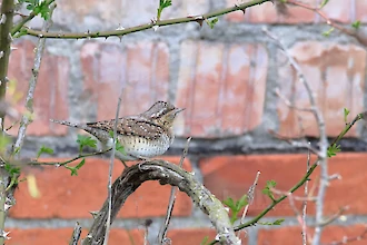 Wendehals (Jynx torquilla)
