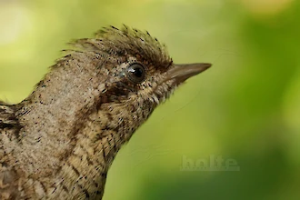 Wendehals (Jynx torquilla)