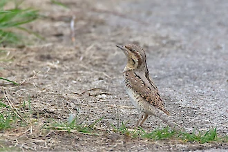 Wendehals (Jynx torquilla)