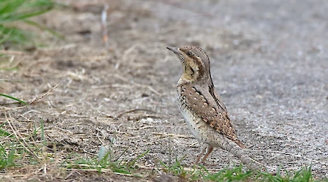 Woodpeckers