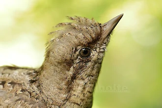 Wendehals (Jynx torquilla)