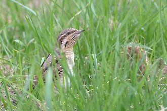 Wendehals (Jynx torquilla)