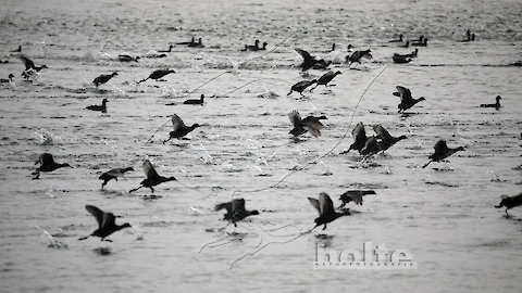 Blässhühner (Fulica atra)