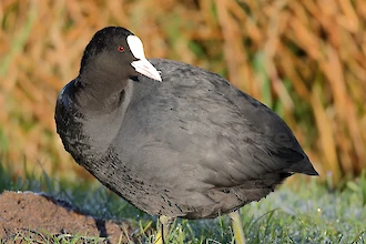 Coot (Fulica atra)