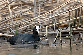 Coot (Fulica atra)