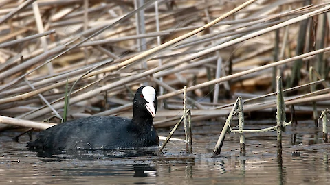Blässhuhn (Fulica atra)