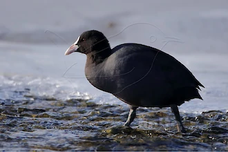 Coot (Fulica atra)