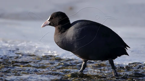 Blässhuhn (Fulica atra)