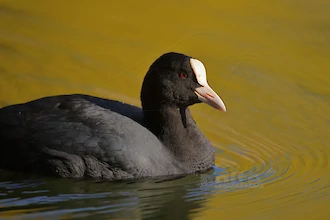 Coot (Fulica atra)