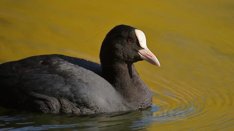 Blaesshuhn (Fulica atra)