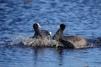 Coot (Fulica atra)