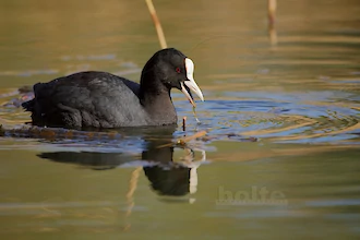 Coot (Fulica atra)