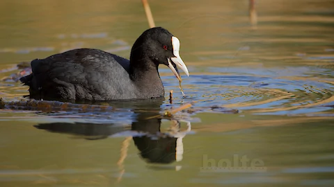 Blaesshuhn (Fulica atra)