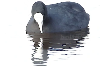 Coot (Fulica atra)