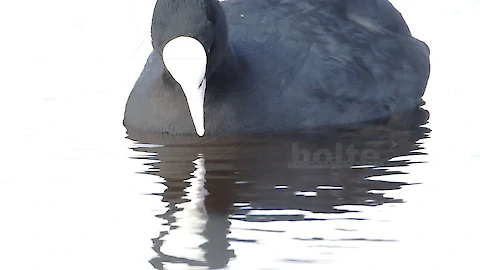 Blaesshuhn (Fulica atra)