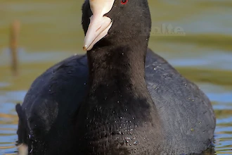 Coot (Fulica atra)