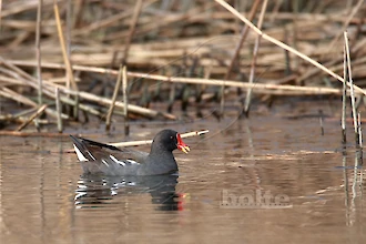 Moorhen (Gallinula chloroplus)
