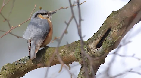 Kleiber (Sitta europaea)