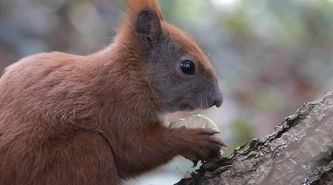 Eichhörnchen (Sciurus vulgaris)