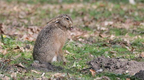 Feldhase (Lepus europaeus)