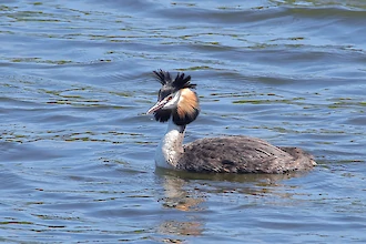 Haubentaucher (Podiceps cristatus)