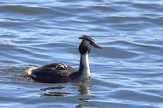 Haubentaucher (Podiceps cristatus)