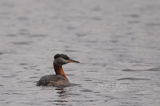 Rothalstaucher (Podiceps grisegena)