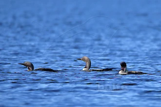 Prachttaucher (Gavia arctica)