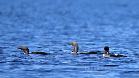 Prachttaucher (Gavia arctica)