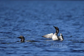Prachttaucher (Gavia arctica)