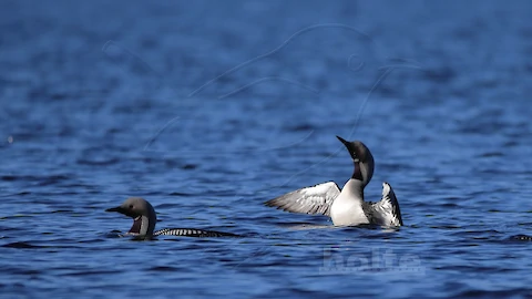 Prachttaucher (Gavia arctica)