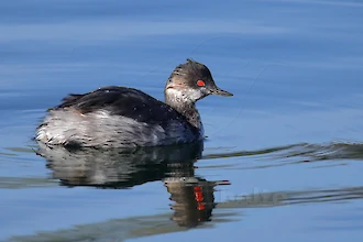 Schwarzhalstaucher (Podiceps nigricollis)
