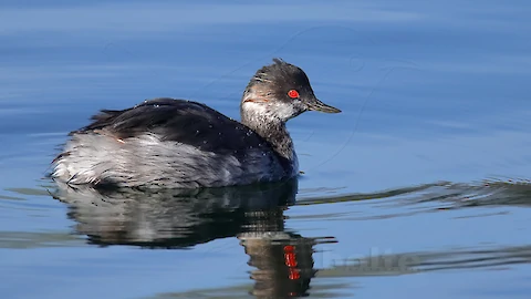 Schwarzhalstaucher (Podiceps nigricollis)