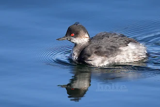 Schwarzhalstaucher (Podiceps nigricollis)
